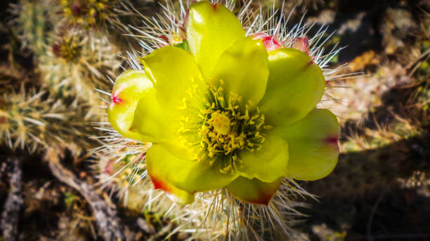 Cactus Flower Close up of Cholla Cactus flowers in bloom at springtime in the Anza-Borrego Desert State Park, California anza borrego desert state park stock pictures, royalty-free photos & images