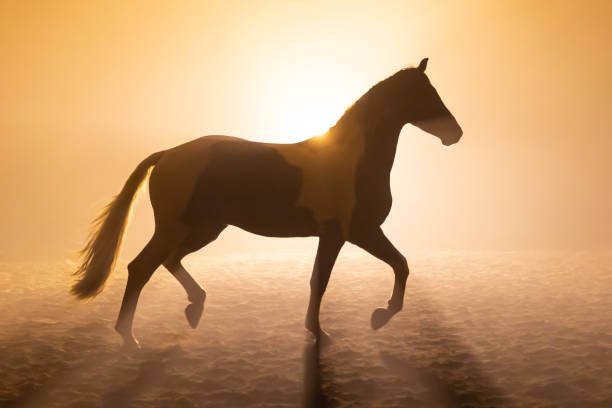 istock Big horse in smokey setting 1246522826