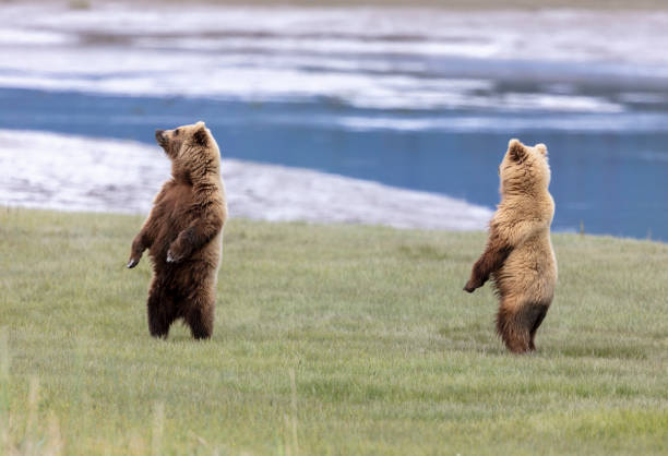 Two Alaskan brown bears standing on their hind legs scenting the air