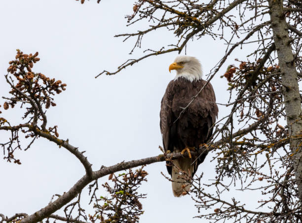 istock Adult bald eagle sitting in a tree 1246524416