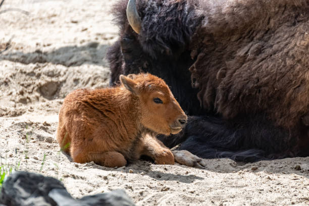 istock Young bison calf lies beside his mama 1246524418