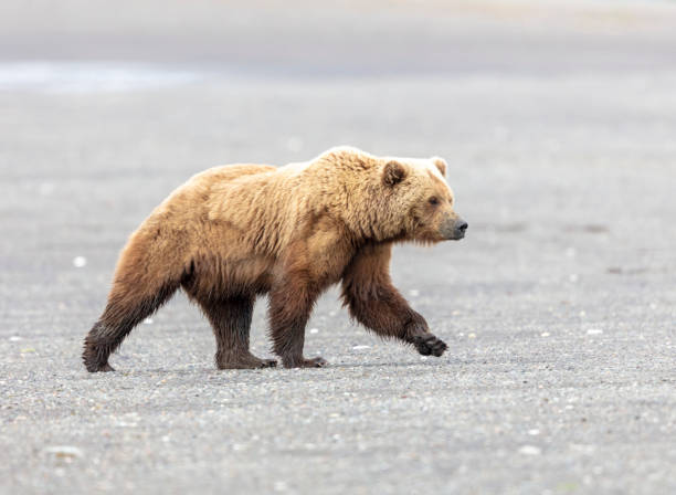 istock Boar coast brown bear in Alaska walking on the beach 1246524421