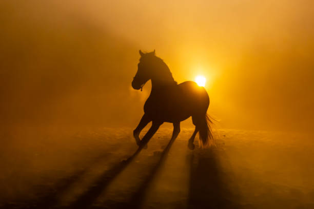 istock Big horse in smokey setting 1246525971