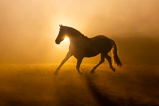horses at the wide area when sunset. At sunset, the horses in the wide open field, Hürmetçi Horse Farm at Kayseri city