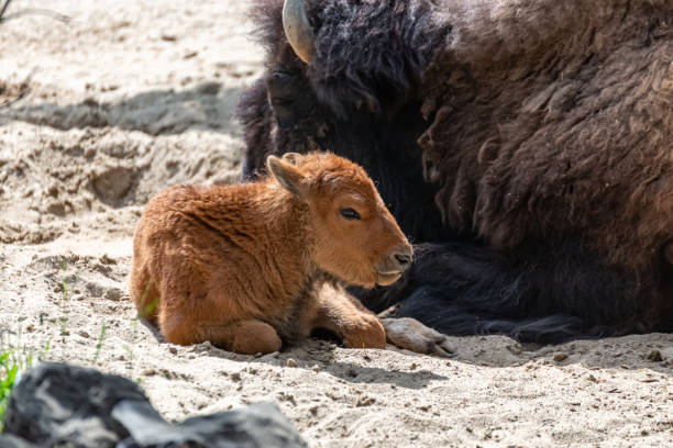 istock Young bison calf lies beside his mama 1246527021