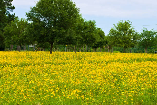 A Field Full with Yellow Daisy Flowers Landscape. Yellow daisy flowers blooming in the field, trees on the background. Created in Florida / Alabama State Line. 04/18/2020 alabama us state stock pictures, royalty-free photos & images