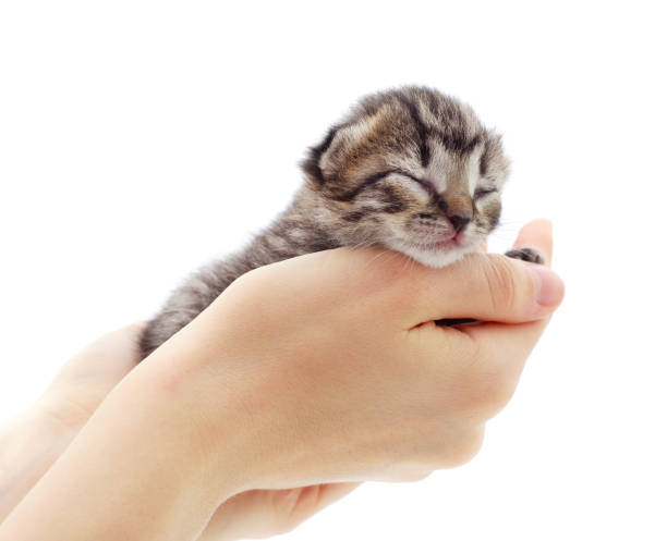 istock Little gray kitten on the hands. 1246533356