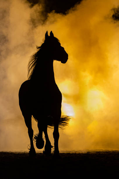 Silhouette of a horse walking to the camera in a orange atmosphere, against the light with smoke and a bright lamp