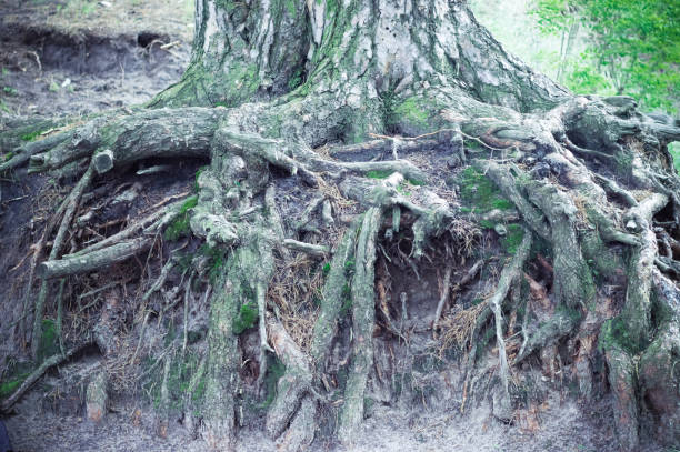 istock Big long pine roots with moss in a green forest 1246544429