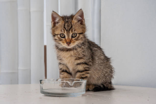 istock Little kitten on the table on wall background 1246544567