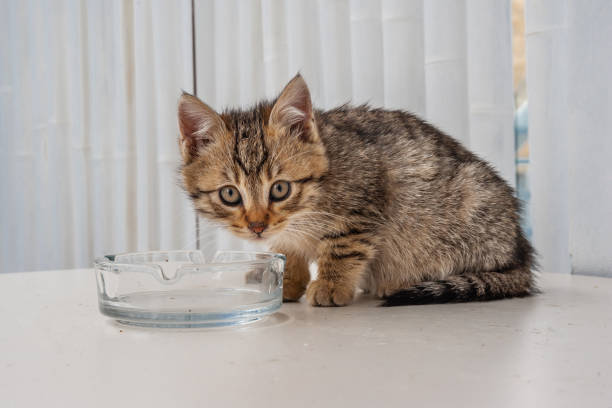 istock Little kitten on the table on wall background 1246544572