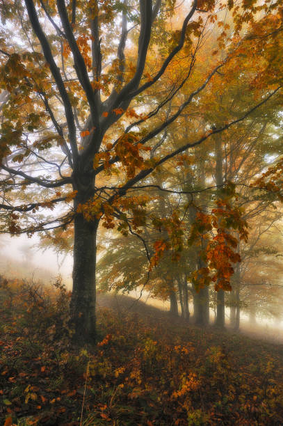 istock A misty fantastic autumn forest 1246544627
