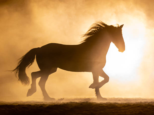 istock Big Frisian horse in smokey setting 1246546253