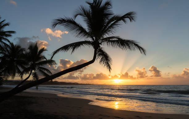 istock Sunset, paradise beach and palm trees, Martinique island. 1246547982