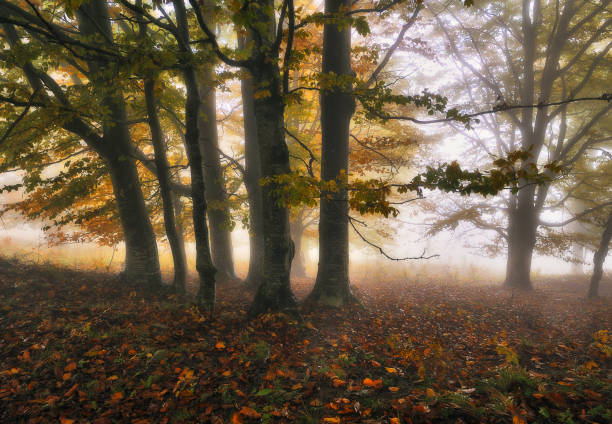 istock A misty fantastic autumn forest 1246548134