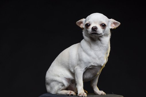 White Chihuahua dog on black background
