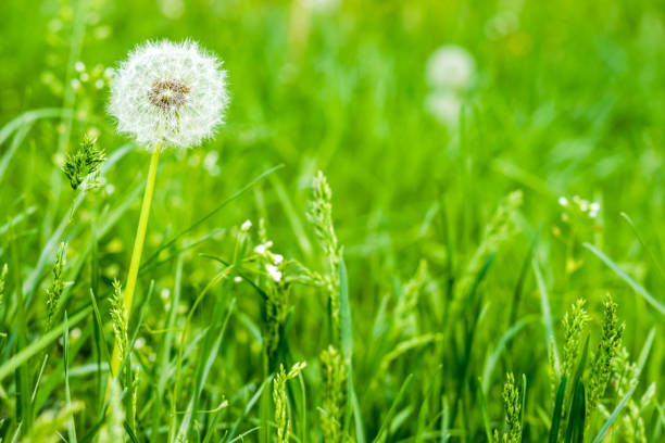 Dandelion on green background. Soft blur. Bright spring grass on a background. Beautiful white dandelions as the center of composition