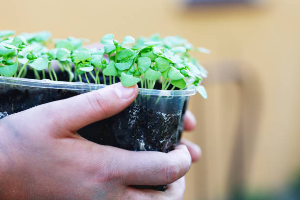 istock Hands holding a pot of basil seedlings 1246548377