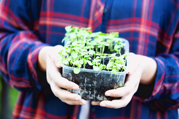 istock Hands holding a pot of basil seedlings 1246548379
