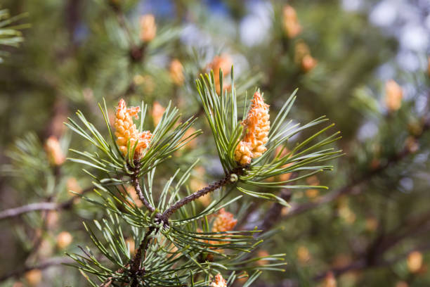 istock Blooming pine in the spring. New pine cone sprout on branches of pine tree. 1246553458