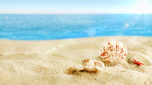 istock Color shell on sand beach over turquoise ocean. 1246553526
