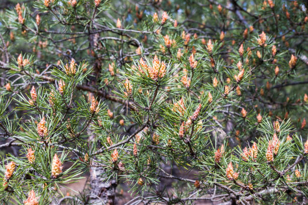 istock Blooming pine in the spring. New pine cone sprout on branches of pine tree. Spring pine forest 1246553548