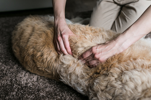 A Golden Labrador is treated with canine massage therapy by a specialist, for an injury.