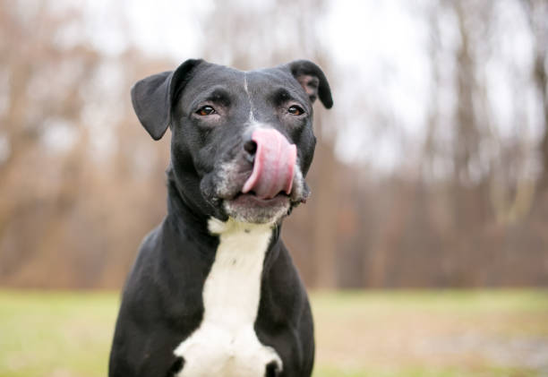 istock A black and white Pit Bull Terrier mixed breed dog licking its lips 1246558081