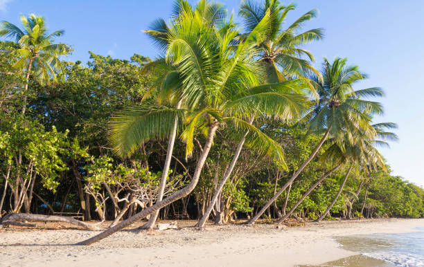 istock The Caribbean beach , Martinique island. 1246558094