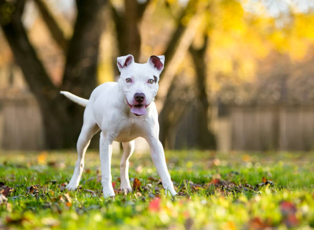istock A young white Pit Bull Terrier mixed breed dog standing outdoors with a happy expression 1246558111
