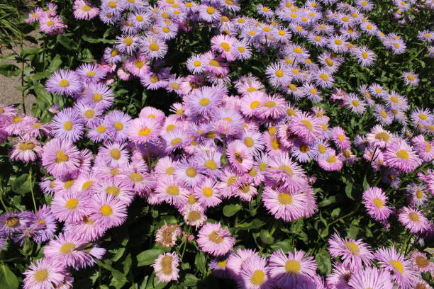 Hybrid "Fleabane" flowers - Erigeron Rosa Juwel - Erigeron Grandiflorum stock photo