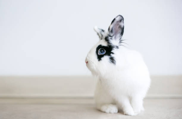A black and white Lionhead mixed breed rabbit with blue eyes