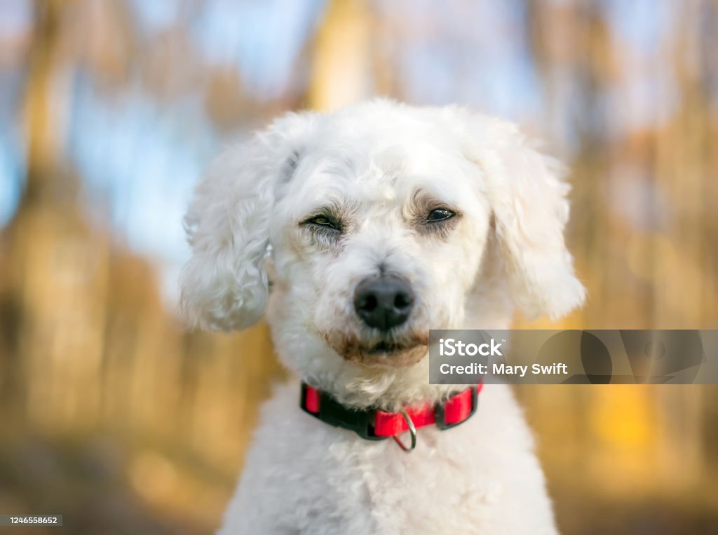 A White Miniature Poodle Mixed Breed Dog Squinting Its Eyes With A Bored Or Sleepy Expression Stock Photo - Image Now - iStock