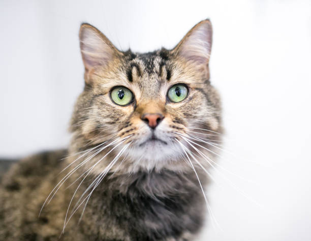 istock A domestic medium haired cat with brown tabby markings and green eyes 1246559034