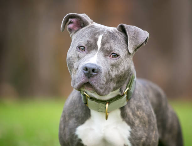 A blue brindle and white Pit Bull Terrier mixed breed dog listening with a head tilt stock photo