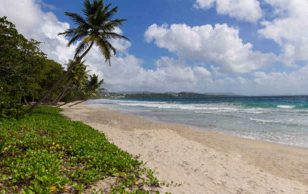 istock The Caribbean beach , Martinique island. 1246559761