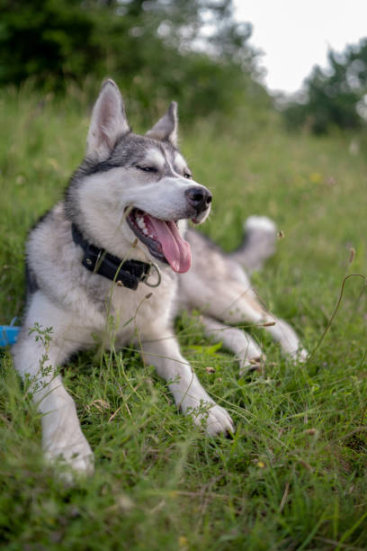 istock Husky dog walking over the meadow during the sunset 1246560157