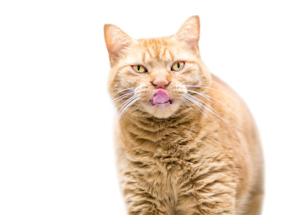 istock A large overweight orange tabby shorthair cat licking its lips 1246560198