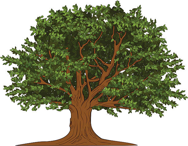 big tree  big tree stock illustrations