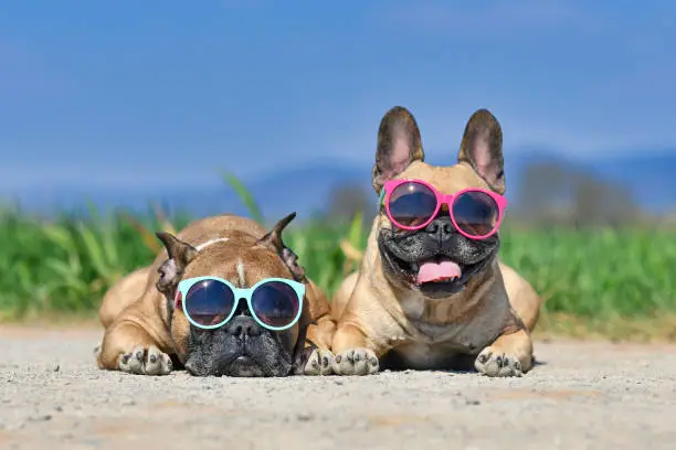 Two adorable cute happy fawn colored French Bulldog dogs wearing pink and blue sunglasses in summer in front of meadow and blue sky on hot day