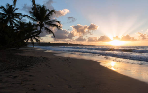 Sunset, paradise beach and palm trees, Martinique island, French West Indies.