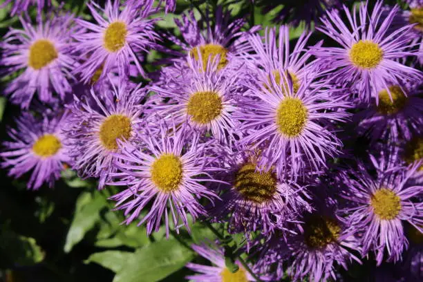 "Aspen Fleabane" flowers (or Showy Fleabane, Daisy Fleabane) in St. Gallen, Switzerland. Its Latin name is Erigeron Speciosus, native to western North America.