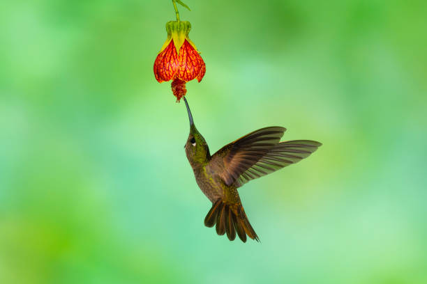 Fawn-breasted Brilliant, Hummingbird feeding in flower, Heliodoxa rubinoides