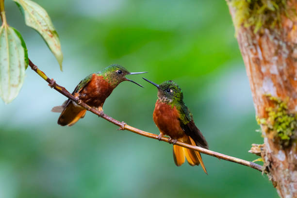 istock Chesnut-breasted coronet, two hummingbirds fighting 1246574353