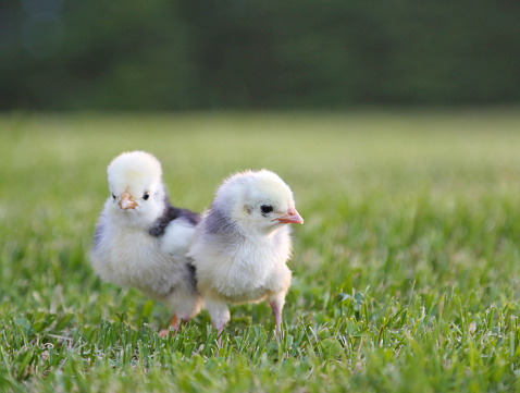 These two baby chickens are one day old. They will grow up to be beautiful, fluffy polish hens on an organic farm.