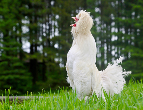 This hilarious white Polish rooster loves to be heard. Shouldn't we all be this proud!