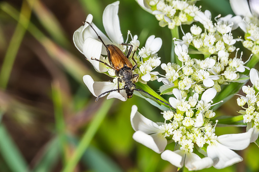 Beetle Pseudovadonia livida on flowers