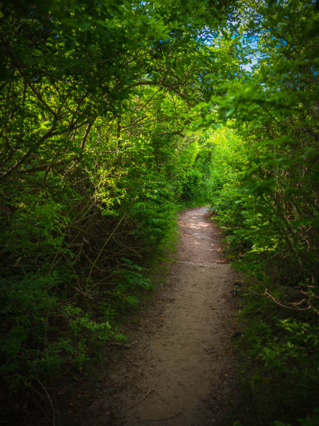 detail of a gravel path between brambles and undergrowth, forming a vegetal tunnel with autumn colors, copy space