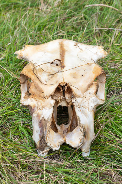 istock A skull of a sheep on the grass 1246580213