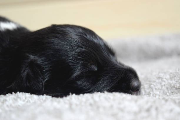 istock Beautiful rescued puppy sleeping after eating 1246582807